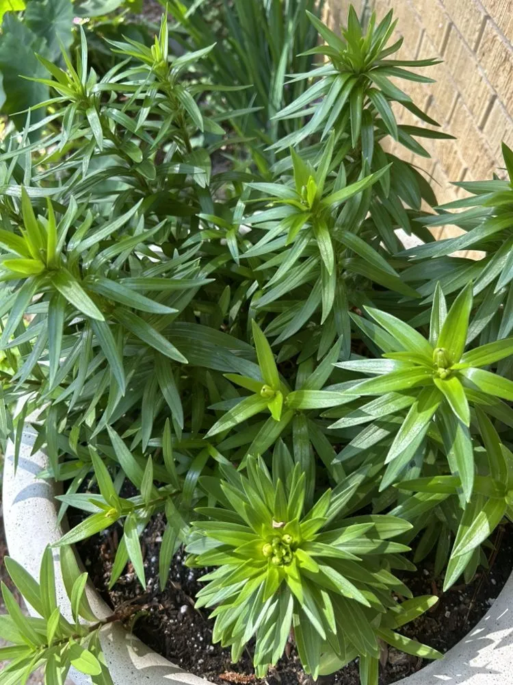 Top-rated residential landscaping for outdoor upgrades across Pearl, MS - C & M Lawn & Tree Care