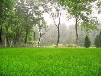 C & M Lawn Care Logo