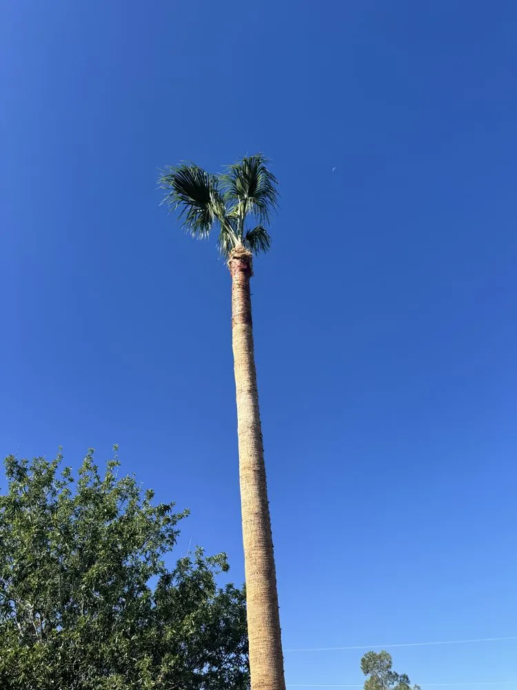 Custom lawn mowing service for year-round maintenance in Las Vegas, NV by C & Ma Landscaping Services