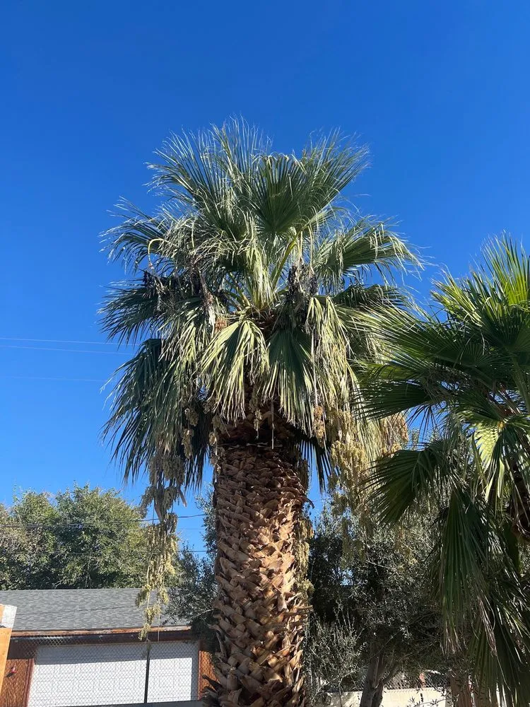 Professional residential landscaping in Las Vegas, NV - C & Ma Landscaping Services