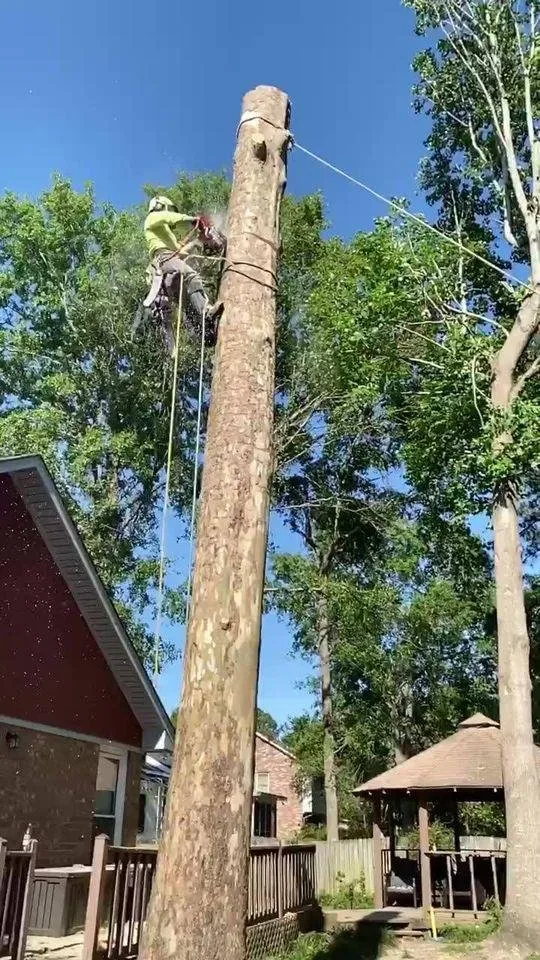 Custom landscaping services for outdoor upgrades across Goose Creek, SC - C & N Tree Service and Landscaping