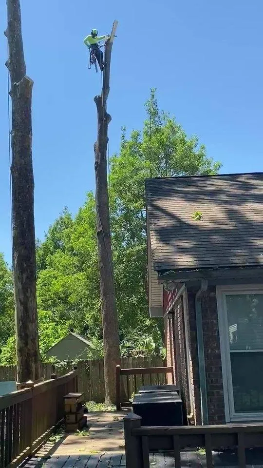 Local lawn care service in Goose Creek, SC - C & N Tree Service and Landscaping