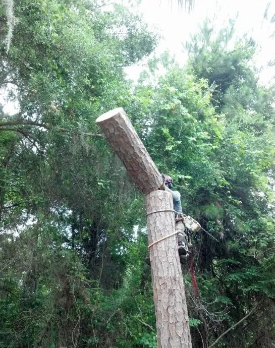 Top-rated landscape design for residential properties across Goose Creek, SC - C & N Tree Service and Landscaping