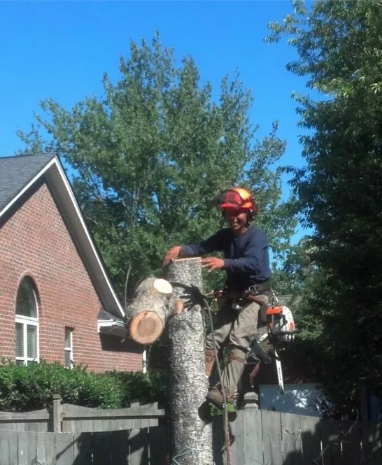 Expert landscape installation experts serving Goose Creek, SC - C & N Tree Service and Landscaping