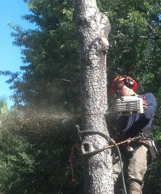 Expert yard cleanup service for residential properties across Goose Creek, SC - C & N Tree Service and Landscaping