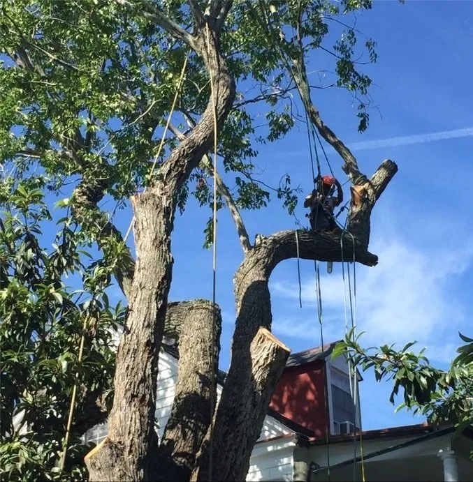 Professional landscape design in Goose Creek, SC by C & N Tree Service and Landscaping