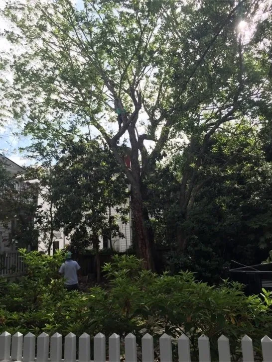 Top-rated garden landscaping in Goose Creek, SC by C & N Tree Service and Landscaping