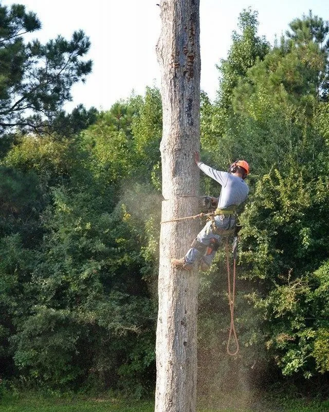 Custom lawn mowing service in Goose Creek, SC by C & N Tree Service and Landscaping