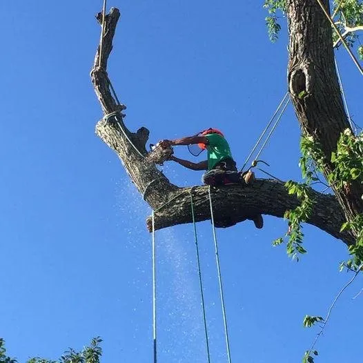 Reliable outdoor landscaping for beautiful yards across Goose Creek, SC - C & N Tree Service and Landscaping