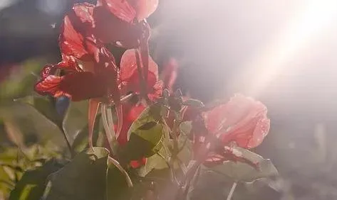 Trusted landscape installation experts serving Imperial, PA - C & R Landscape Development