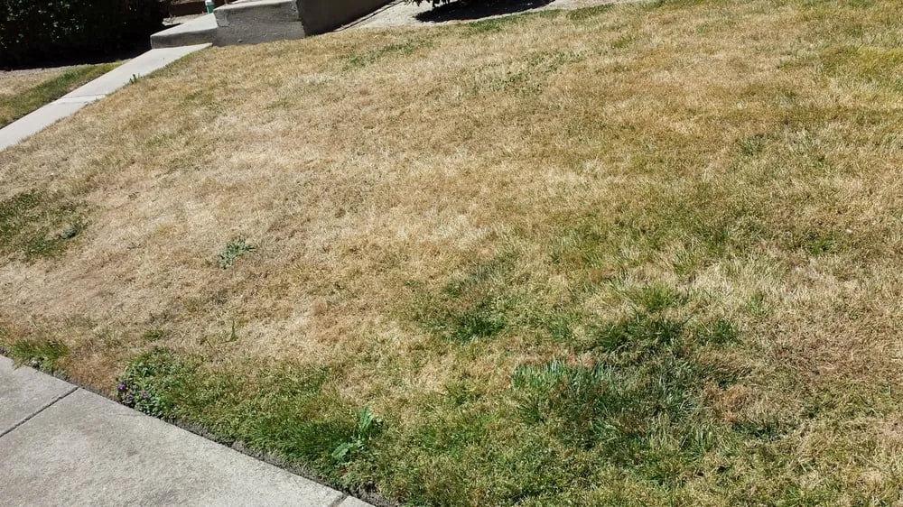 Reliable landscaping services with custom design in Rocklin, CA by C & R Landscape