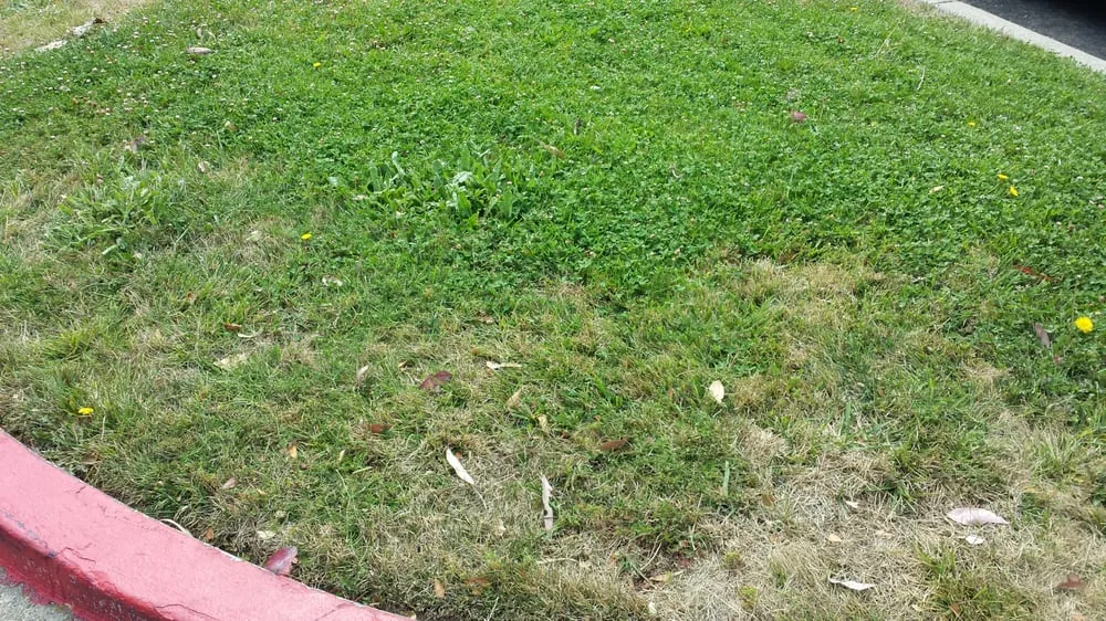 Trusted yard maintenance near you in Rocklin, CA by C & R Landscape