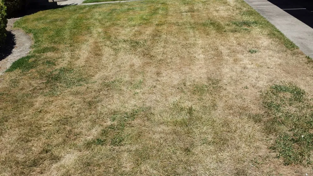 Top-rated landscape design in Rocklin, CA by C & R Landscape