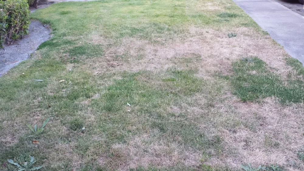 Expert garden landscaping for beautiful yards in Rocklin, CA by C & R Landscape