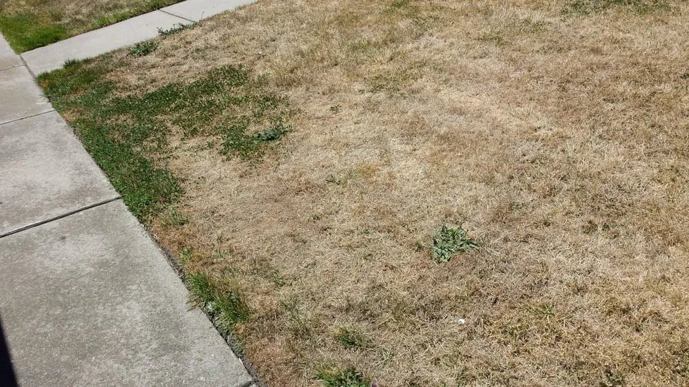 Reliable yard cleanup service with custom design across Rocklin, CA - C & R Landscape