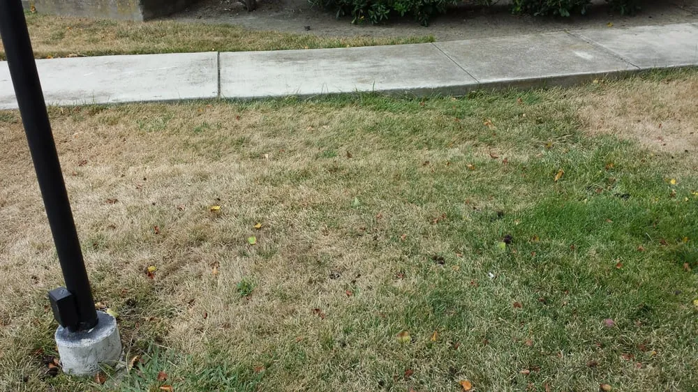 Professional lawn care service in Rocklin, CA - C & R Landscape