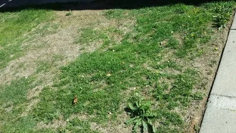 Expert landscape installation experts serving Rocklin, CA - C & R Landscape