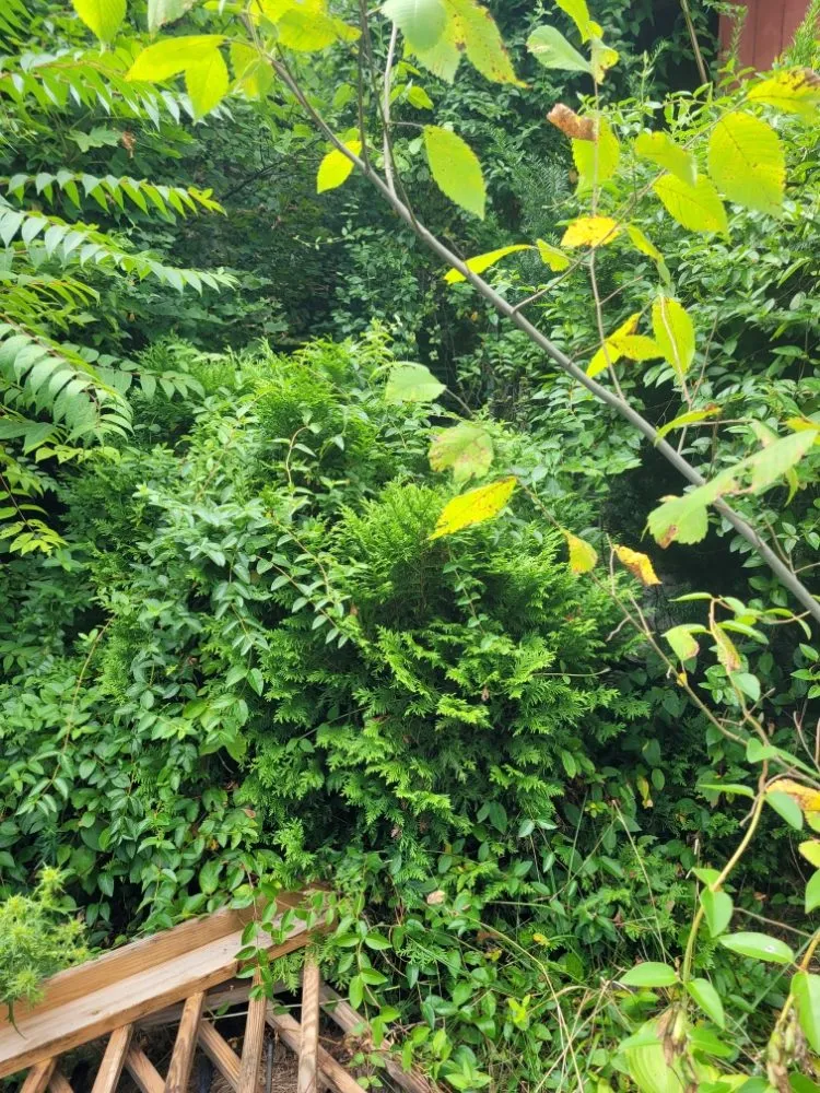 Affordable landscaping services in Perryopolis, PA by C & R Lawn And Landscape