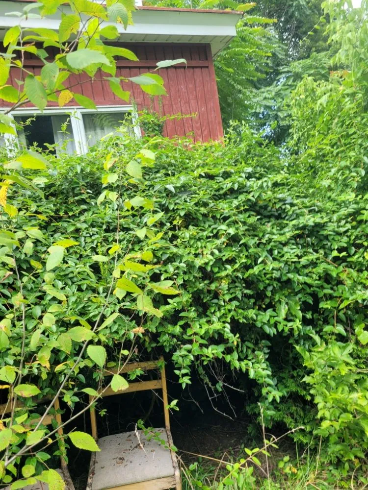 Trusted landscaping services for beautiful yards in Perryopolis, PA by C & R Lawn And Landscape