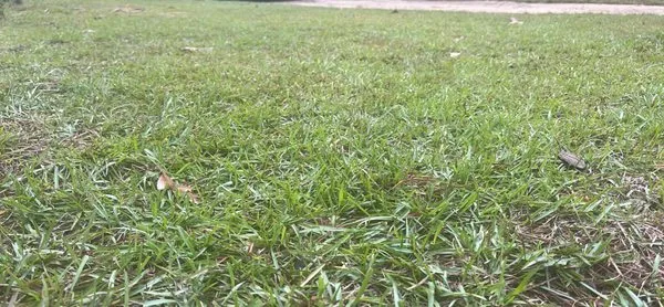 C & R lawn care Logo