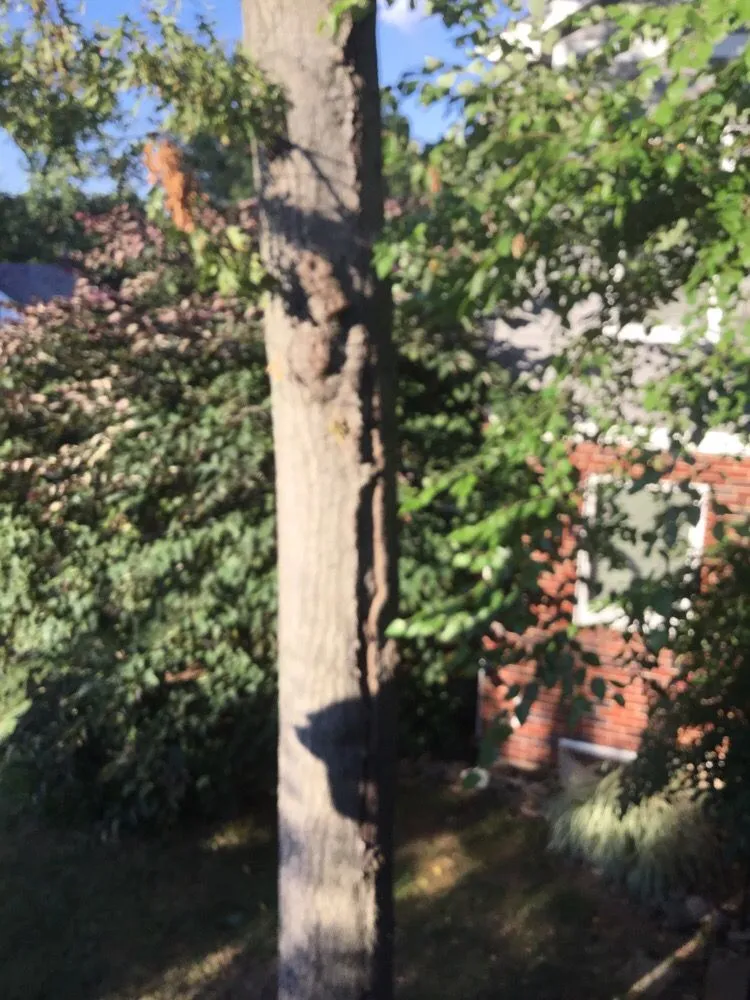 Trusted garden landscaping near you across Springfield, VA - C & S Services