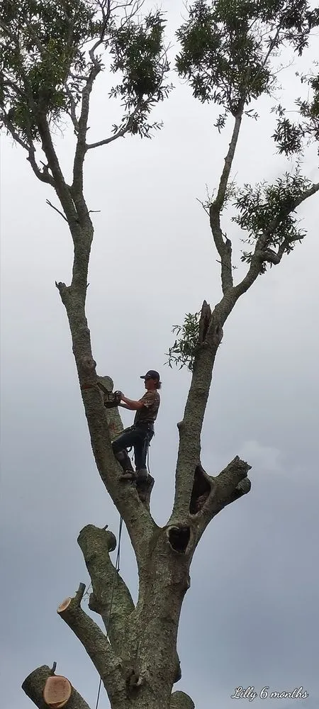 Affordable lawn mowing service in Port Arthur, TX by C & S Tree Service