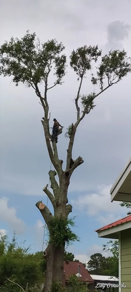 Expert lawn mowing service in Port Arthur, TX - C & S Tree Service