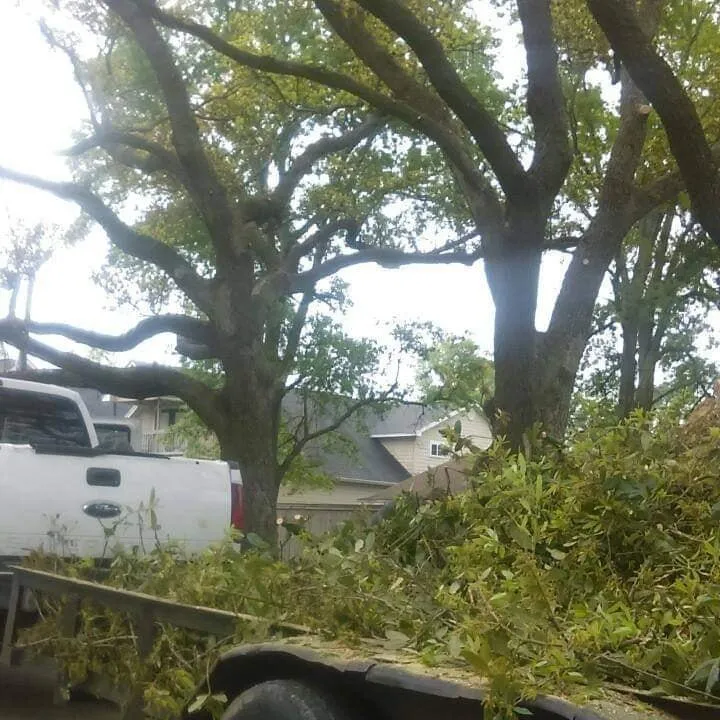 Local landscape design in Port Arthur, TX - C & S Tree Service