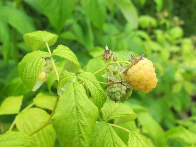 Custom landscape installation experts serving Aloha, OR - C & T Landscape Maintenance