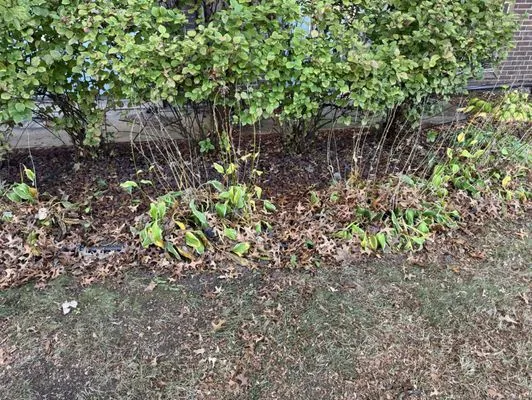 C & T Lawn & Landscape