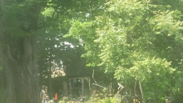 C 1s Creative Landscaping Logo