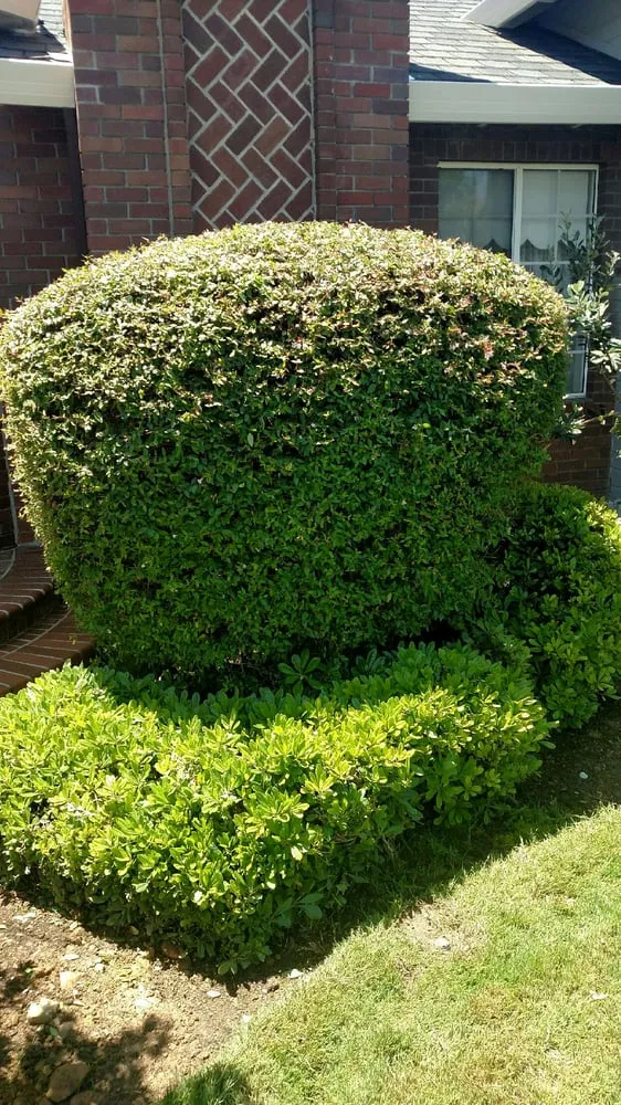 Local outdoor landscaping in Morgan Hill, CA - C and B Landscape