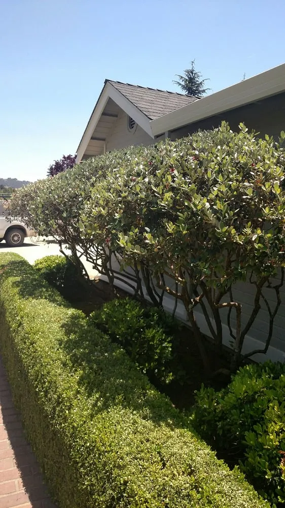Affordable lawn mowing service in Morgan Hill, CA - C and B Landscape