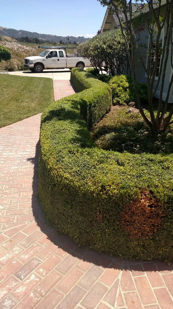 Affordable lawn care service experts serving Morgan Hill, CA - C and B Landscape