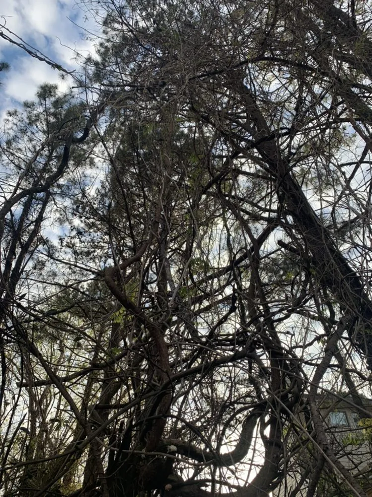 Top-rated yard maintenance for year-round maintenance across Fayetteville, GA - C and C Landscaping