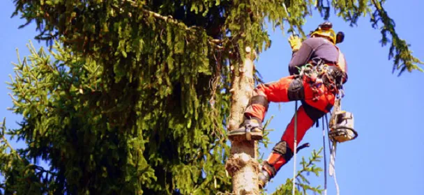 Top-rated yard maintenance experts serving Dover, PA - C and J Lawn Care