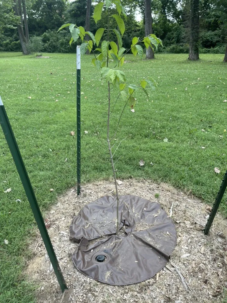 Custom residential landscaping experts serving Branson, MO - C And J Nature