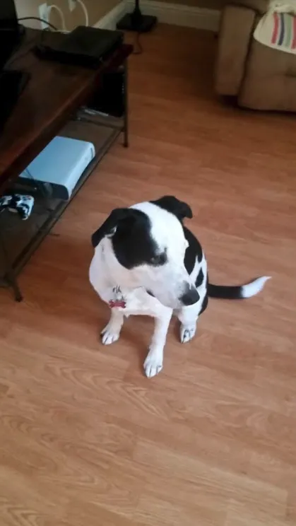 Affordable landscaping services with custom design across Windsor, CA - C and J Yard Care Maintenance