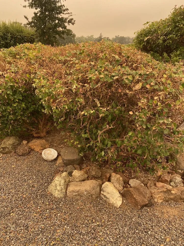 Top-rated landscape installation for beautiful yards in Windsor, CA by C and J Yard Care Maintenance