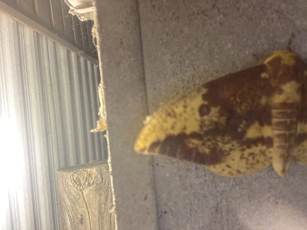 Local landscaping services in Clarksville, TN by C And M Family Landscapes