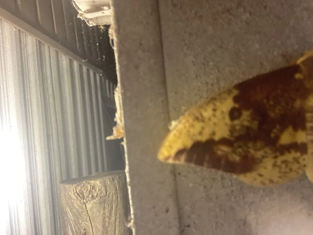 Affordable residential landscaping in Clarksville, TN - C And M Family Landscapes