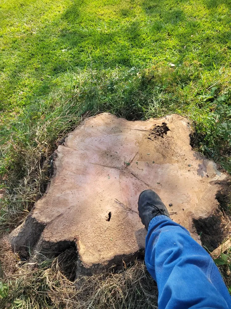 Expert lawn care service for beautiful yards across Walker, LA - C and S Stump Grinding