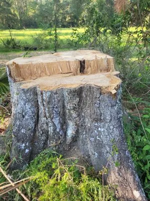 C and S Stump Grinding