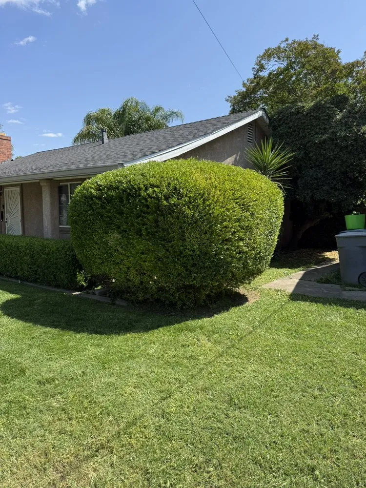 Affordable lawn care service experts serving Atwater, CA - C Brothers Cleanup