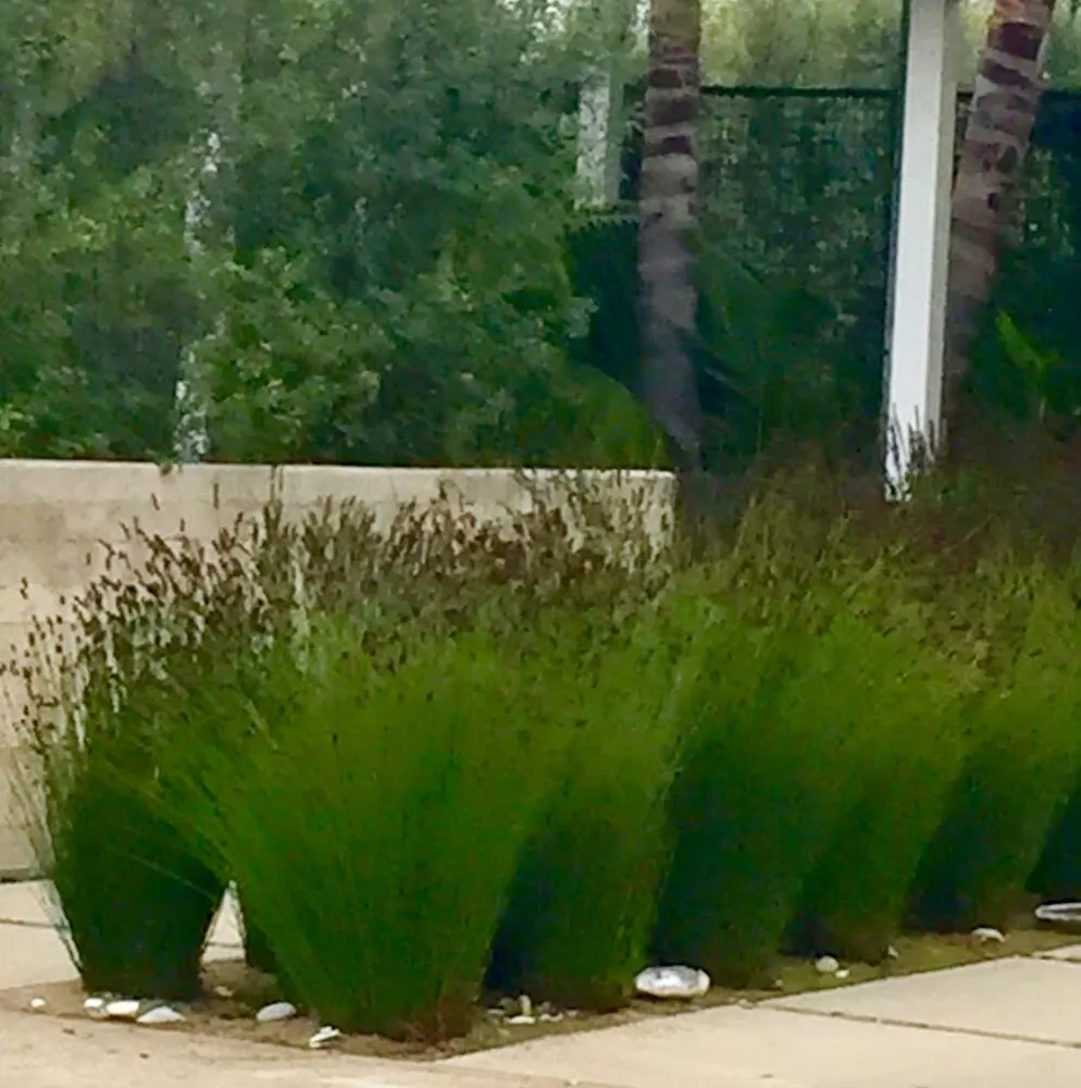 Expert residential landscaping experts serving Tehachapi, CA - C-C Tree and Landscape