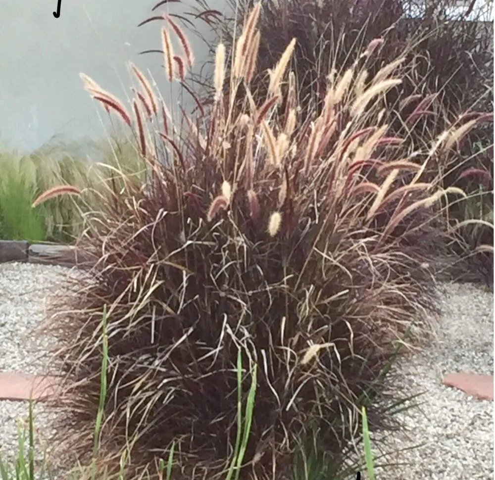 Reliable yard cleanup service in Tehachapi, CA - C-C Tree and Landscape