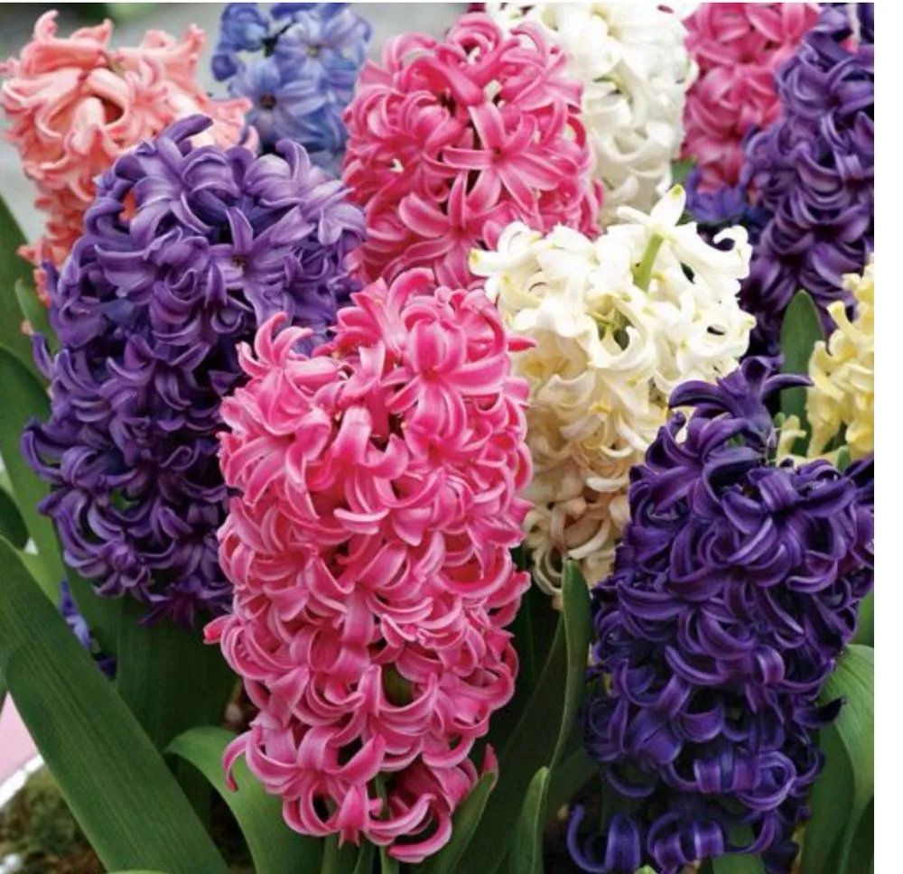 Expert yard cleanup service in Tehachapi, CA - C-C Tree and Landscape