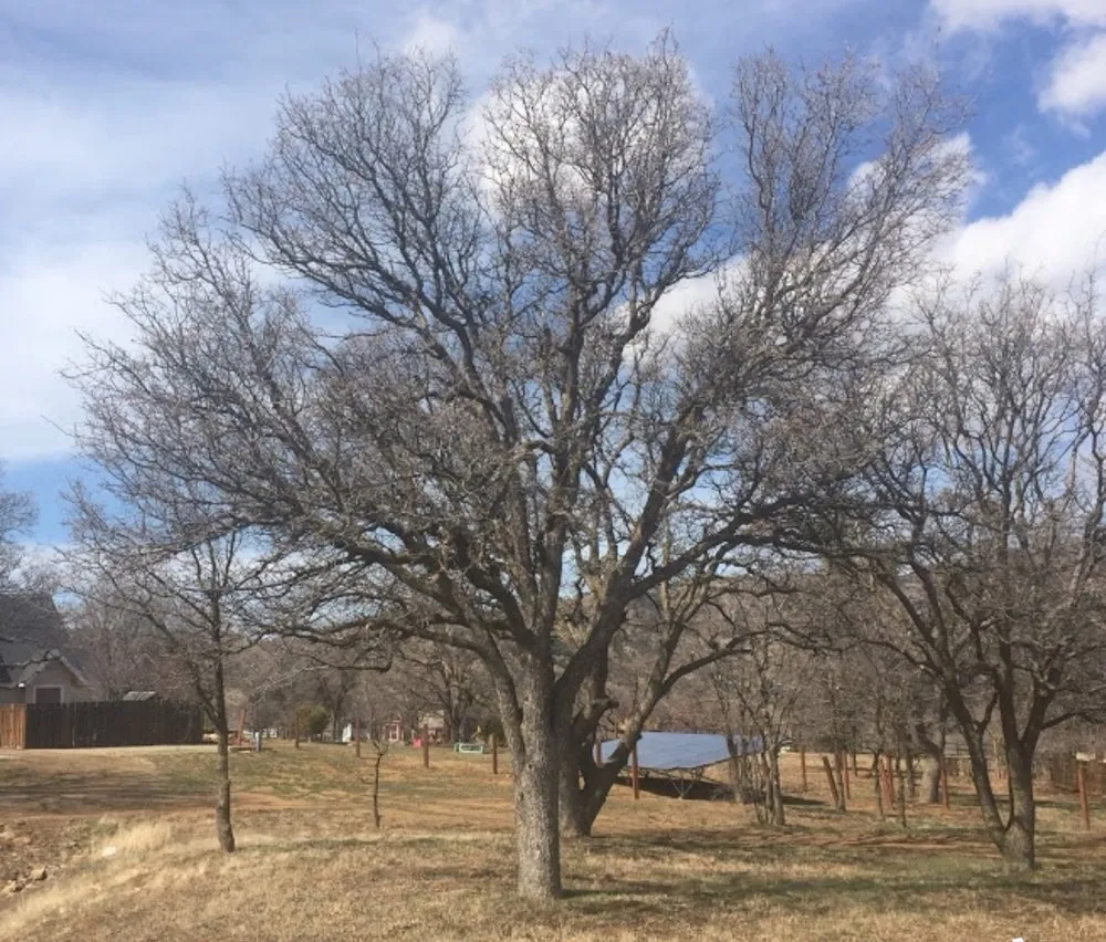 Custom landscaping services in Tehachapi, CA by C-C Tree and Landscape