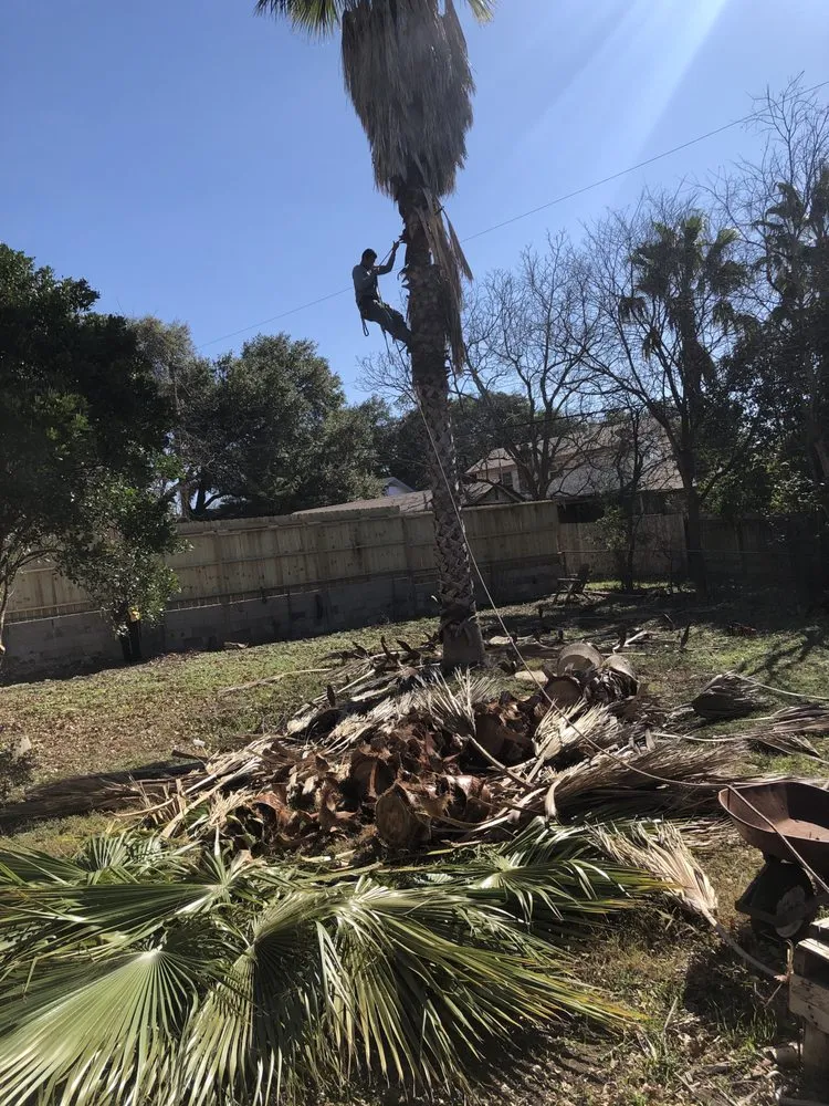 Top-rated lawn mowing service for residential properties in San Antonio, TX by C Fuentes Landscaping