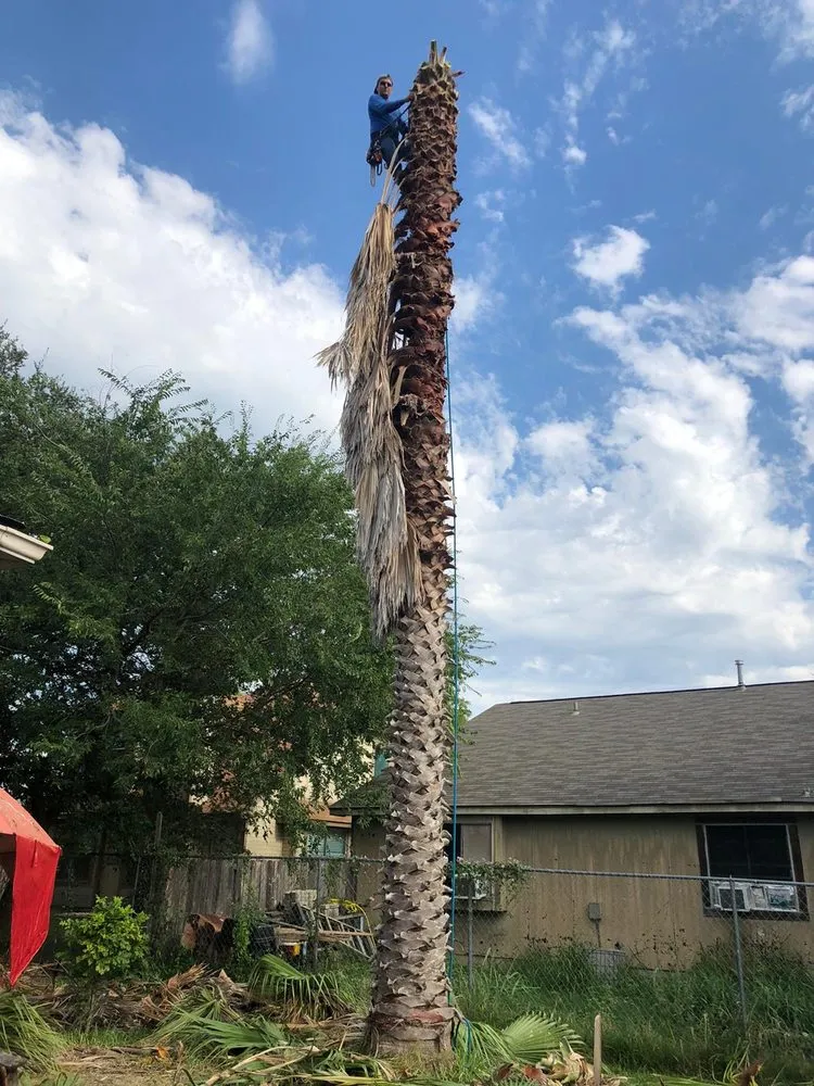 Affordable landscape design for year-round maintenance in San Antonio, TX by C Fuentes Landscaping